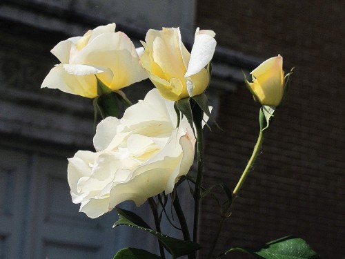 Rosas blancas (fotografía, CFB)
