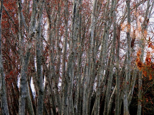 Invierno en Aranjuez. Jardín del Príncipe (fotografía CFB)